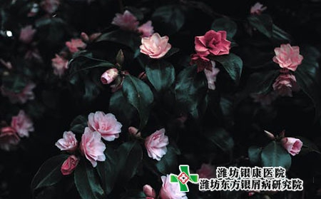 腿上臉上長牛皮膚癬的癥狀圖片