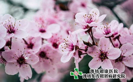 臉上牛皮膚癬剛長(zhǎng)圖片的癥狀圖片