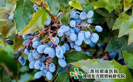 【二月二】濰坊牛皮癬醫院提醒您注意飲食健康! 【二月二】濰坊牛皮癬醫院提醒您注意飲食健康!