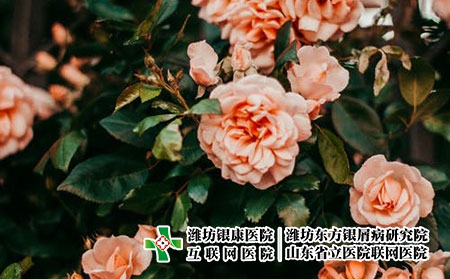 牛皮癬純中藥有哪些?銀屑病純中藥有哪些