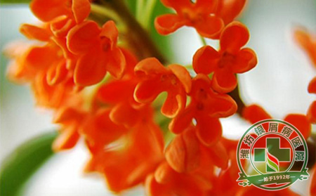 濰坊銀屑病醫院