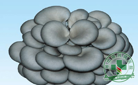 銀屑病秋季飲食