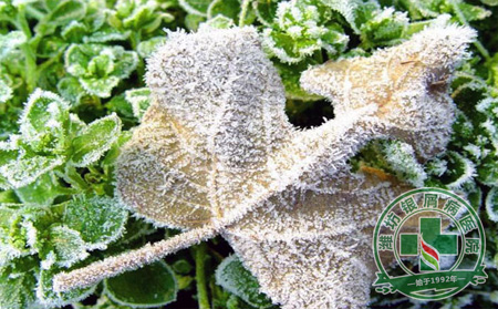 霜降銀屑病護理