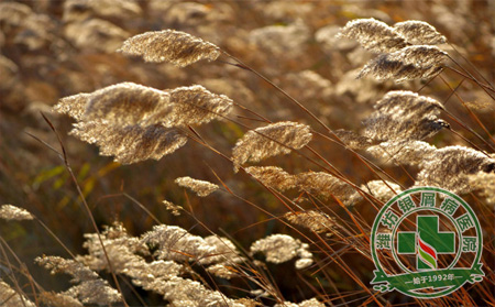 秋末銀屑病的護理