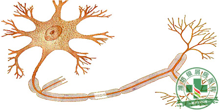 人體自我調節技能的兩大生理基礎