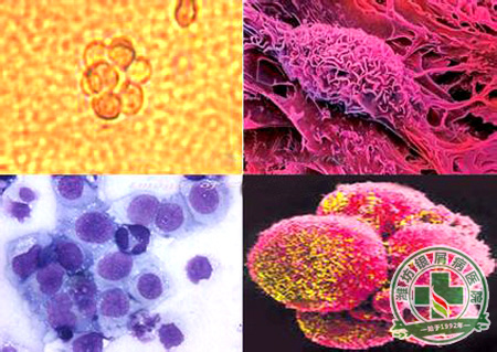 體具有強大的自我調(diào)節(jié)和修復(fù)能力