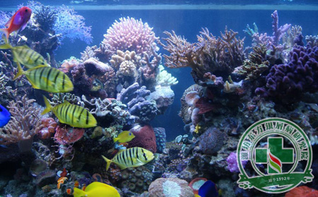 銀屑病護理就像養魚一般