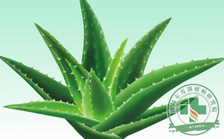 蘆薈對銀屑病患者有什么可以處？ 