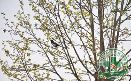 銀屑病預防護理