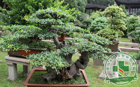 護理銀屑病應如養植的盆景一般細致