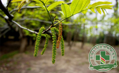 花粉過敏怎么辦