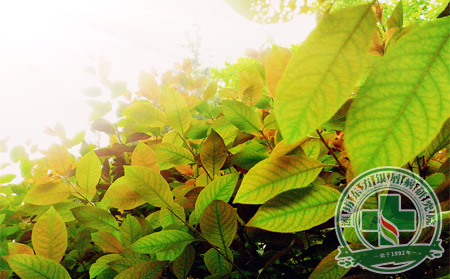 了解初夏預防護理銀屑病的小知識，讓自己健康一夏