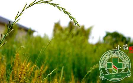 小滿節氣將至，銀屑病患者如何養生