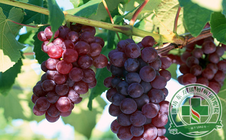 葡萄上市 銀屑病患者了解葡萄的功效嗎