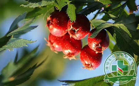 山楂酸甜可口 銀屑病患者可以吃山楂嗎