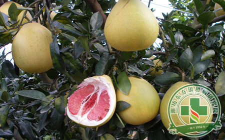 應季果蔬助健康 冬季養生銀屑病患者吃點啥?