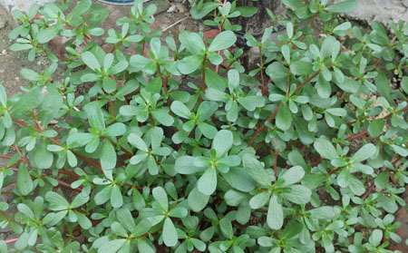 銀屑病患者吃馬齒莧