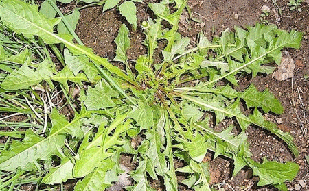 春季銀屑病患者可以吃的時蔬