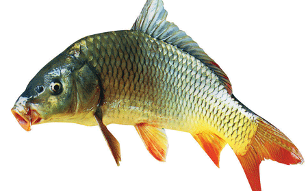 銀屑病患者能吃鯉魚嗎