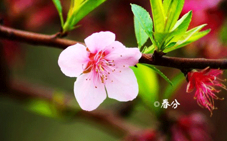 春分銀屑病患者養生有何秘訣