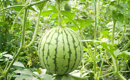 長了銀屑病注意哪些飲食問題