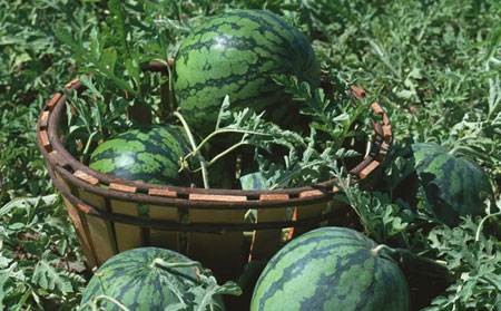 銀屑病夏季飲食原則