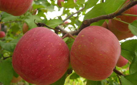 銀屑病患者的不同飲食