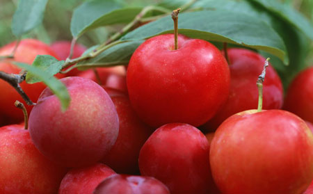 銀屑病患者不能吃的食物