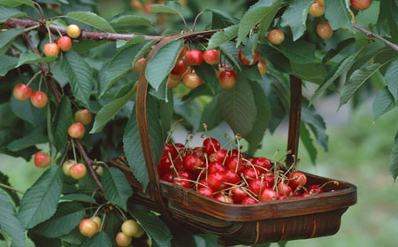 銀屑病吃點什么可以