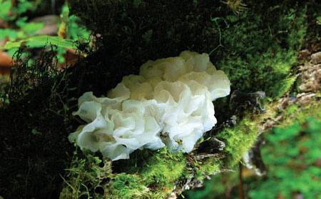 銀屑病患者吃銀耳