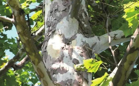 千古頑癥“銀屑病”