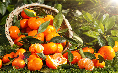 銀屑病飲食,銀屑病可以吃橘子嗎