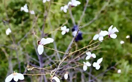 銀屑病春季高發因素