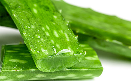 治牛皮膚癬偏方之蘆薈