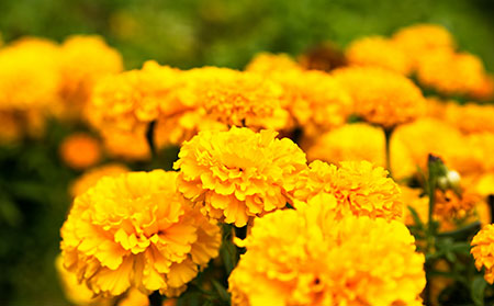 治牛皮膚癬偏方之萬壽菊