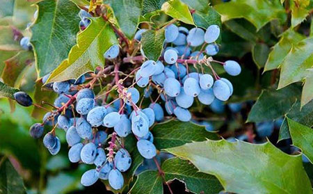 銀屑病關(guān)節(jié)炎治療方法-俄勒岡葡萄