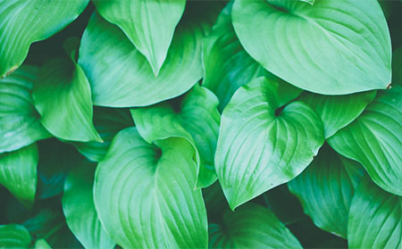 夏至銀屑病養生_濰坊東方銀屑病研究院