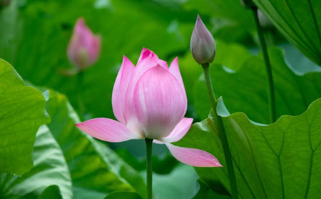 銀屑病夏至養生_濰坊東方銀屑病研究院