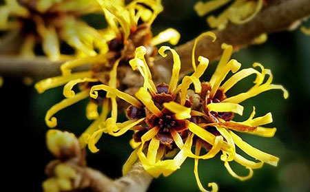 治療牛皮膚癬的藥