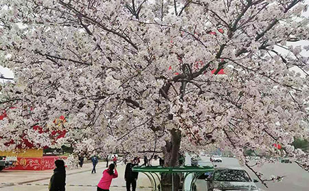 問題解答：銀屑病是否會傳染?牛皮癬有哪些危害?